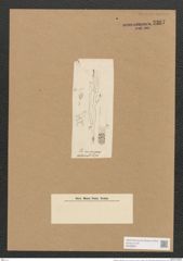 Berkeleya crispa (Mont.) Grun. (de-Toni-Nr.: Genus 21, Species 1227) Zeichnungen Sammlung Grunow Nr. 2367 (NHMW-BOT-W0369501)